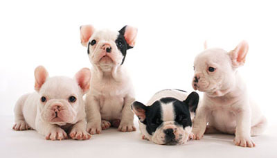 犬の学校ミナクル