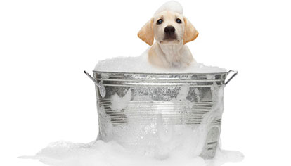 犬の学校ミナクルのトリミング